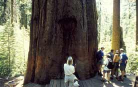 Giant Tree